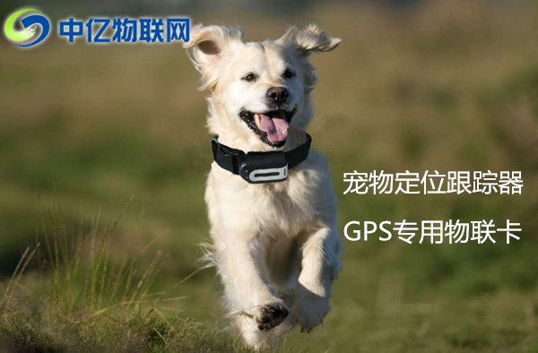物聯網卡+寵物GPS跟蹤器：寵物運動軌跡全球定位!