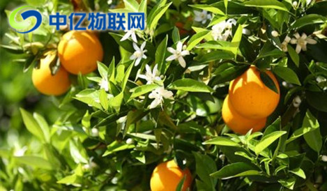 智能榨汁機物聯網卡優勢在哪？為什么這么方便？