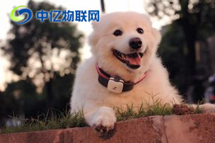 什么是寵物定位物聯網卡？寵物定位用哪種物聯卡好？