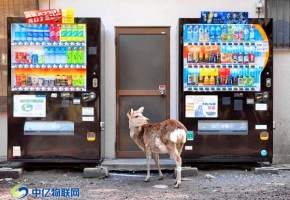 無人售賣機物聯網卡批發最關鍵的2個字是什么？